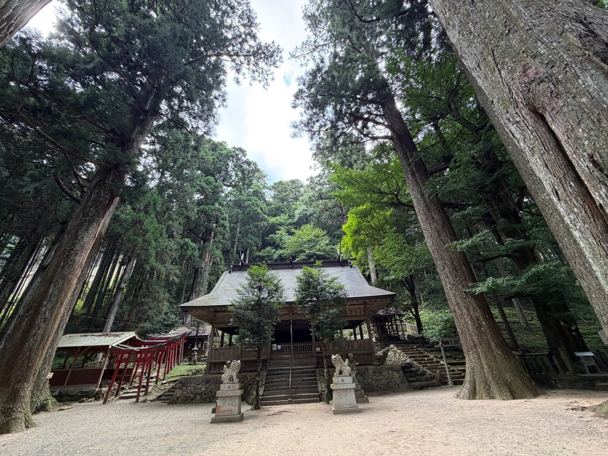 青玉神社の参道と杉の巨木