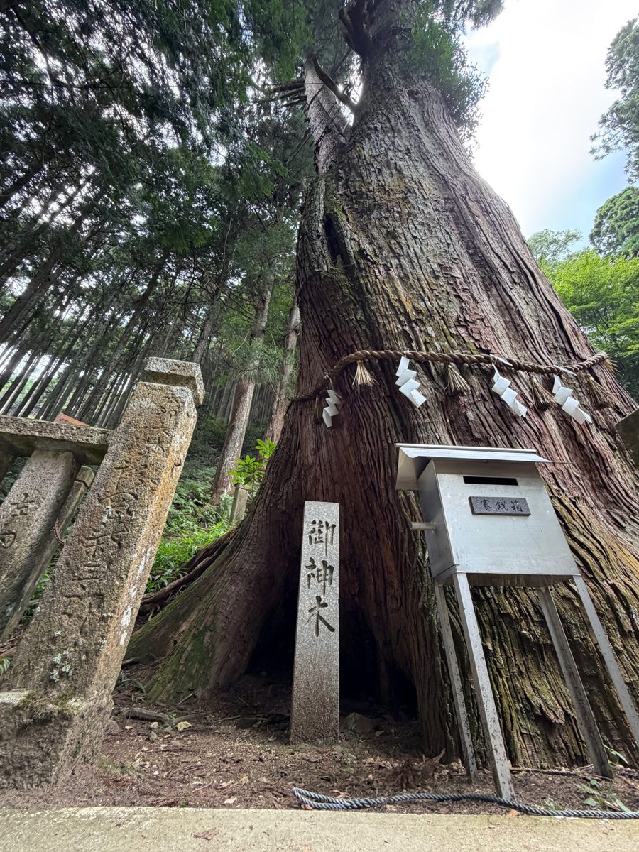 青玉神社の御神木の大スギ