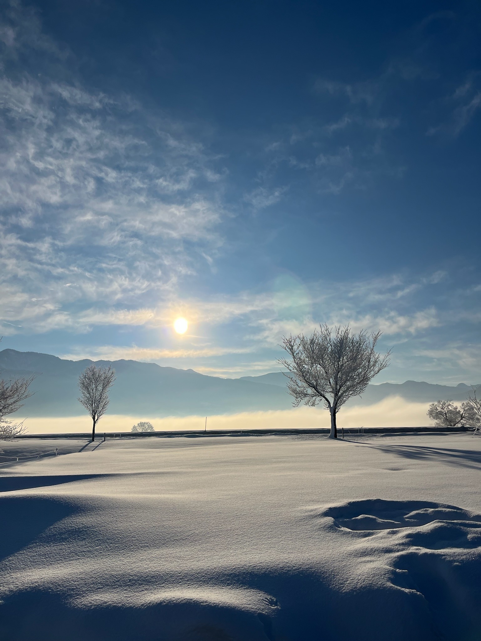 雪原に差す朝日と霧氷の木