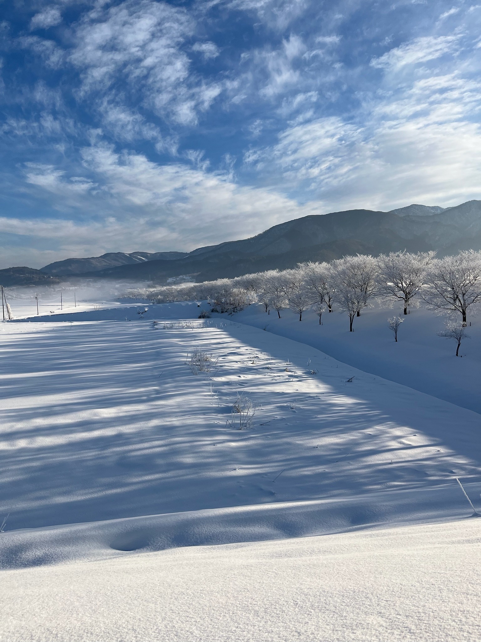 雪原と並木と山（冬の朝の光）
